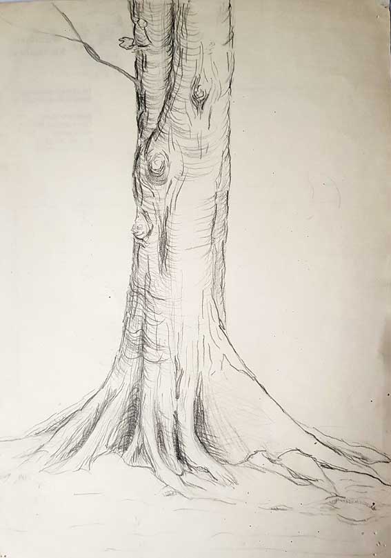Baumstamm - Bleistift auf Papier