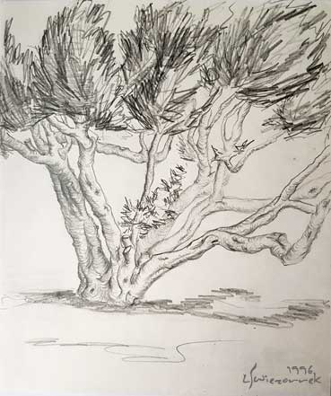 Olivenbaum - Bleistift auf Papier